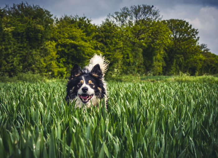 Dog on field against trees