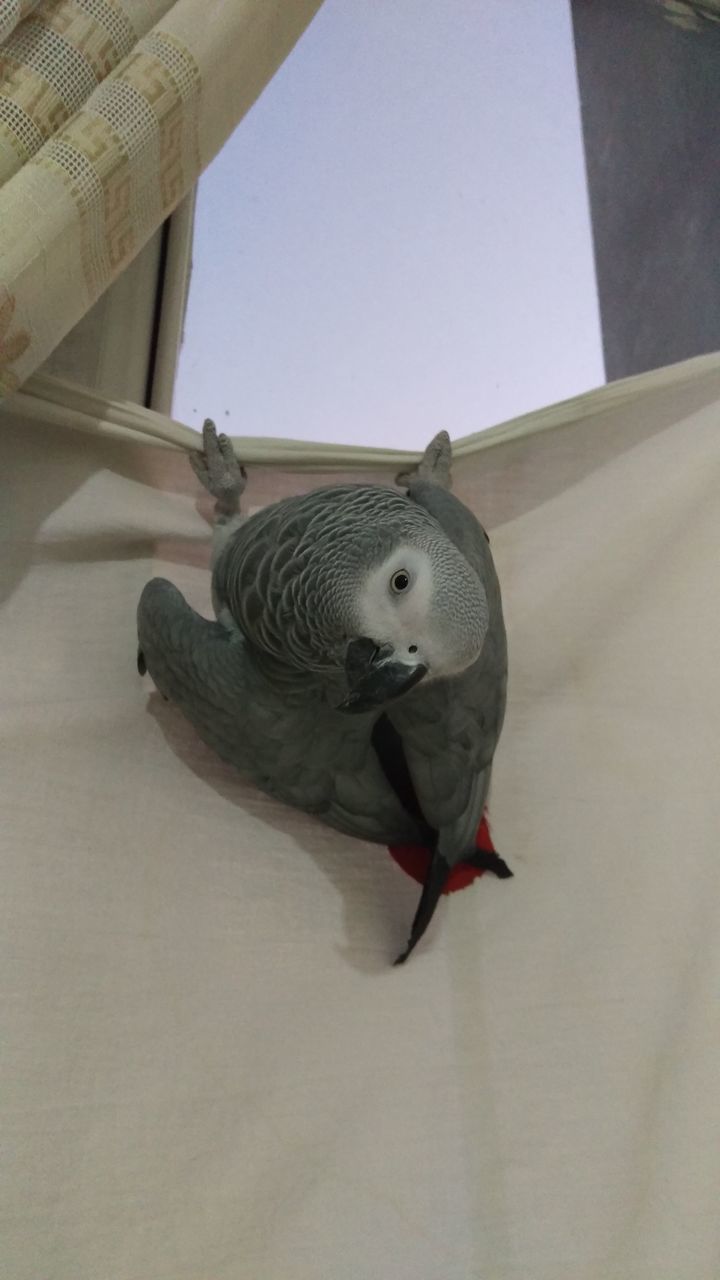 LOW ANGLE VIEW OF BIRD ON A TOY