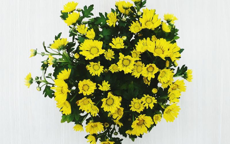 Close-up of yellow flowers blooming against white background
