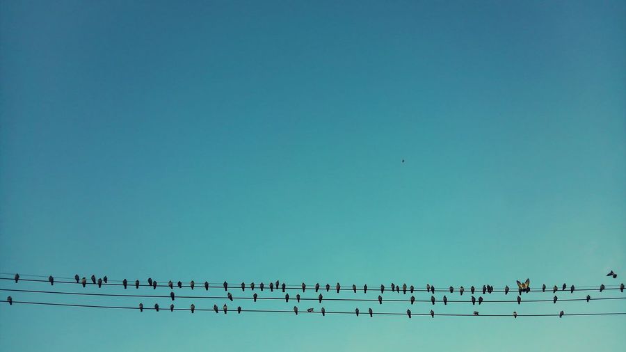 Birds perching on electric cable against sky