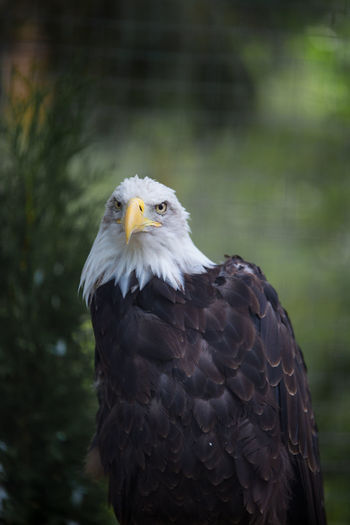 Eagle looking at camera