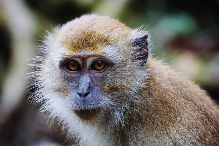 Portrait of monkey