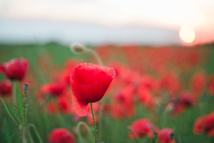 Close-up of red flower blooming in field