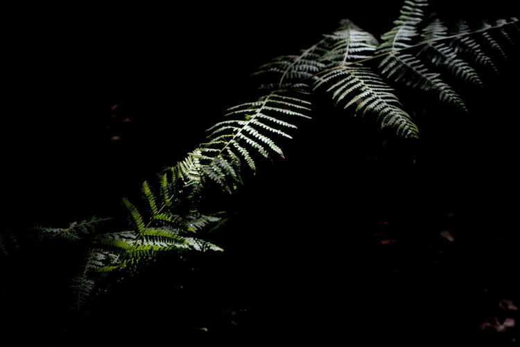 Close-up of palm leaves against black background