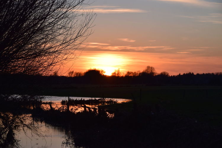 Silhouette trees by lake against sky during sunset
