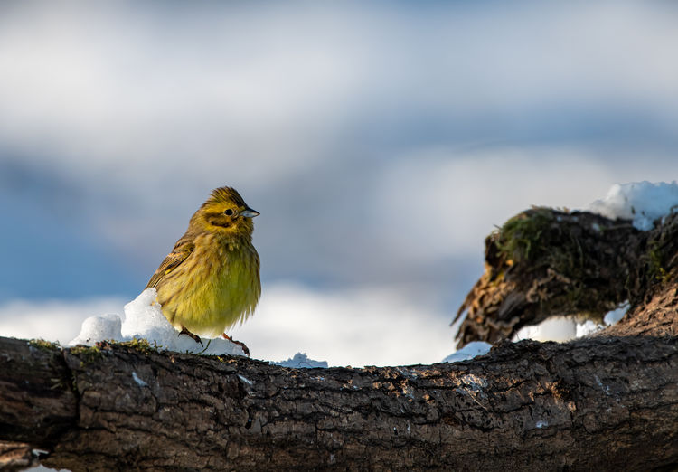 Bird perching on a snowy tree