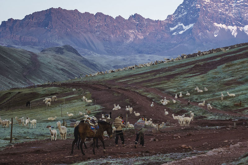 Panoramic view of horses on landscape