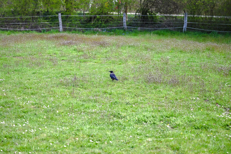 View of bird on field