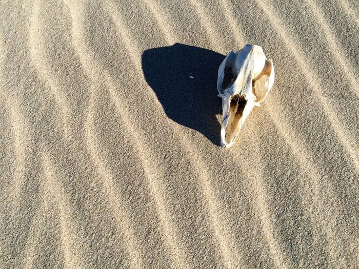 Close-up of animal skull on sand