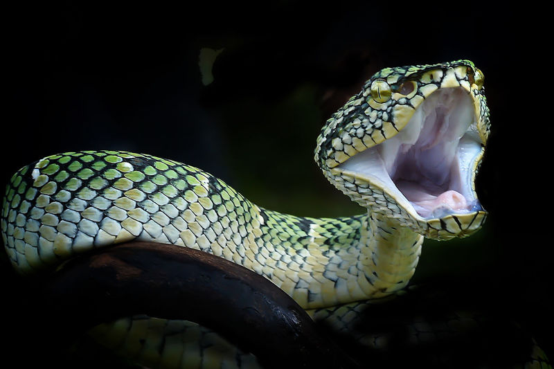 Close-up of angry snake with mouth open on branch
