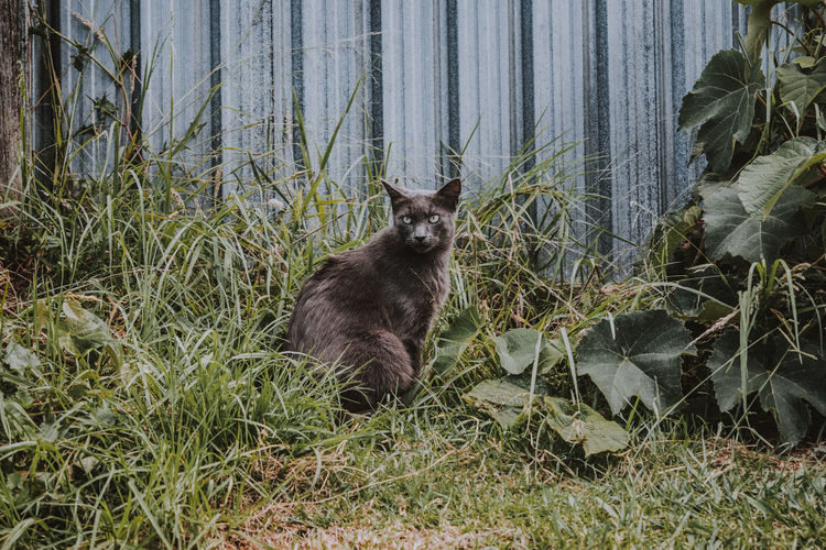 Portrait of a cat on ground