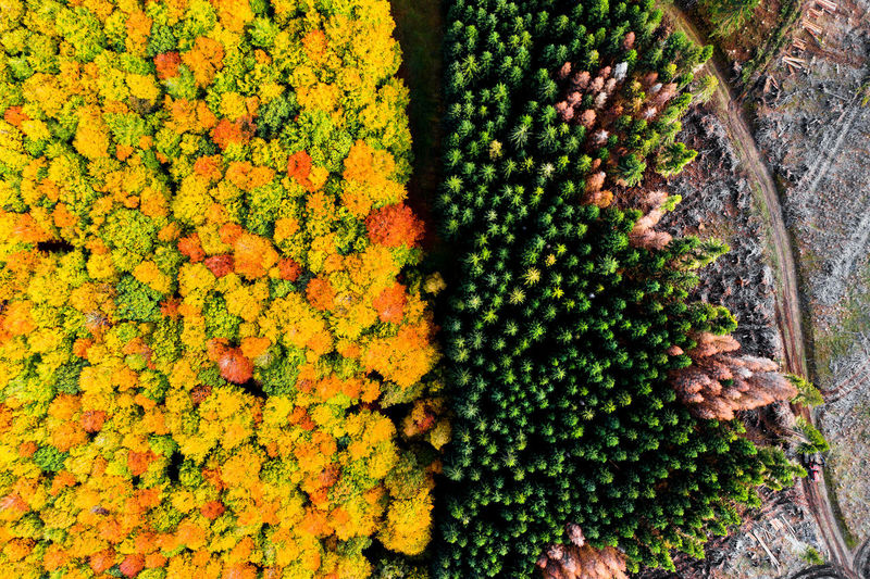 Full frame shot of plants