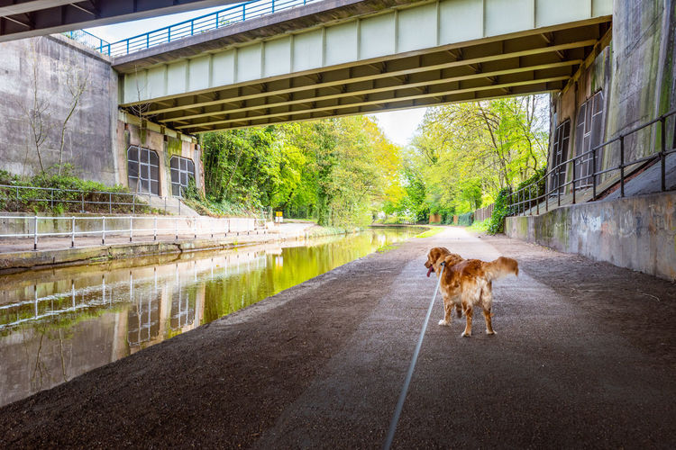 Dog sitting on a bridge
