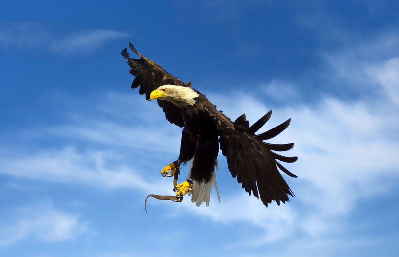 Low angle view of eagle with tied legs flying against sky