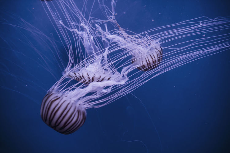 Close-up of jellyfish in sea