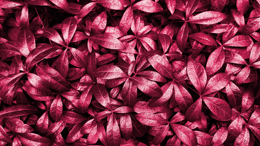 Background of periwinkle leaves in viva magenta color on the street on a summer day after rain.