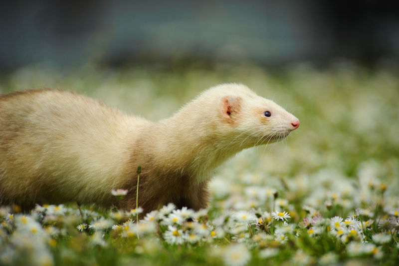 Close-up of ferret on grassy field