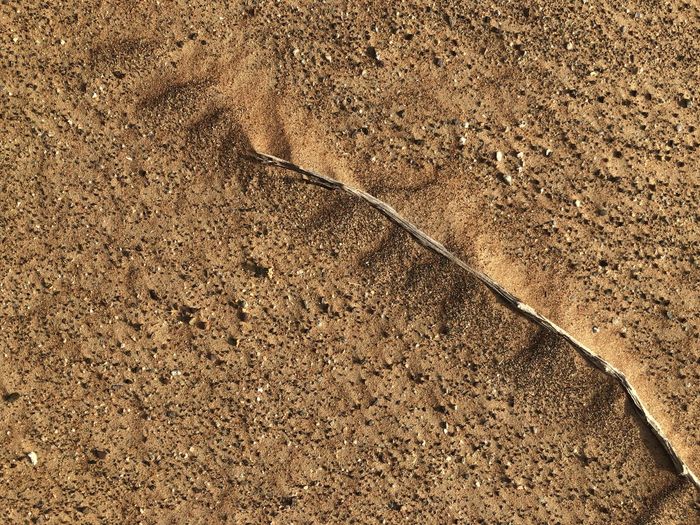 High angle view of lizard on sand