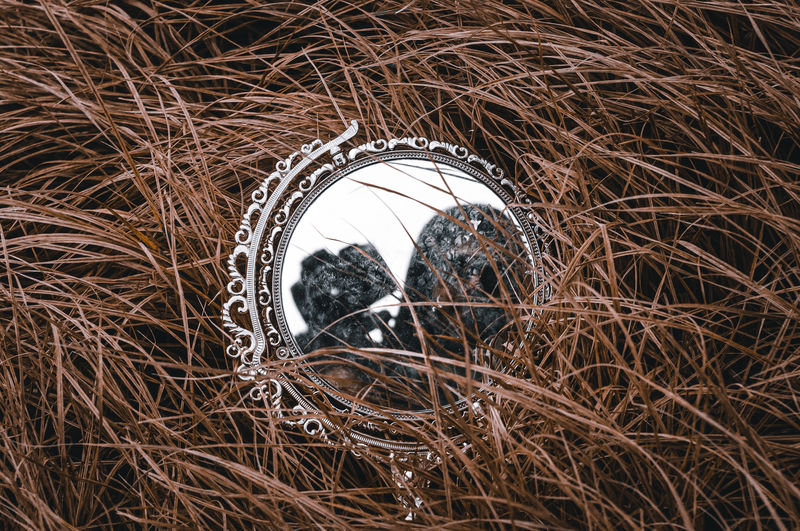 High angle view of mirror on dried plant