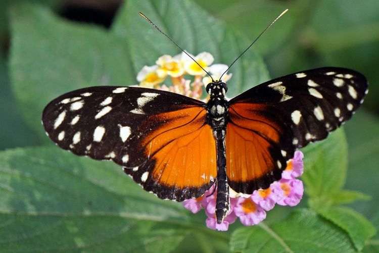 Close-up of butterfly pollinating flower