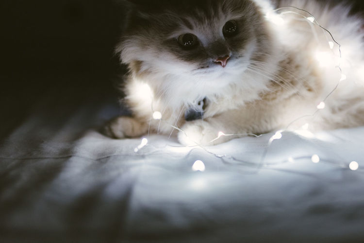 Close-up of cat by illuminated string lights on bed in darkroom