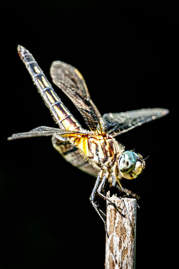 Close-up of dragonfly on wood against black background