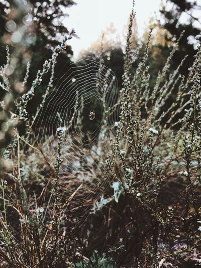 Close-up of spider web plants in forest