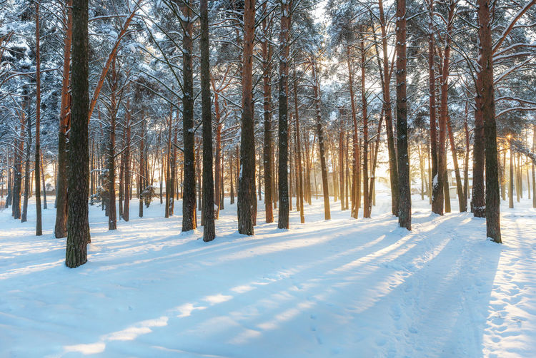 Beautiful winter landscape. pine forest in the snow, the sun's rays make their way through the tree 