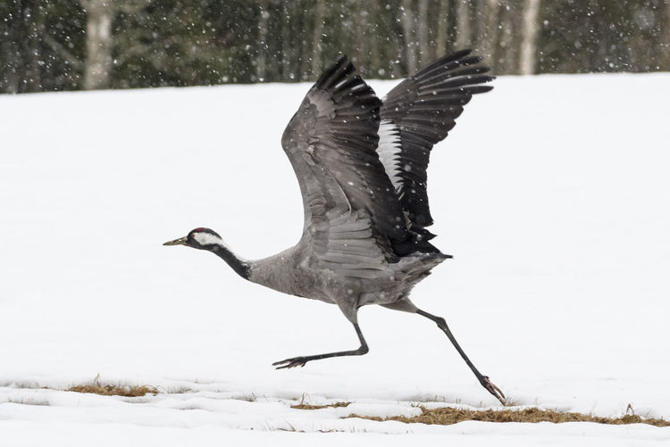 Bird flying over snow covered land