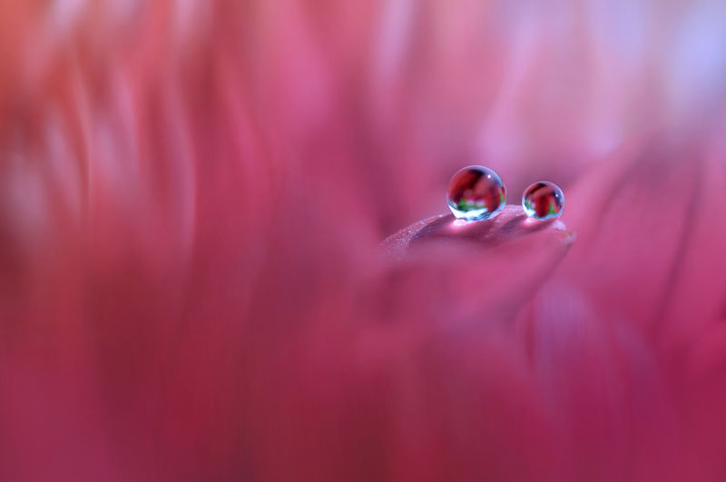 Two dew on the flower