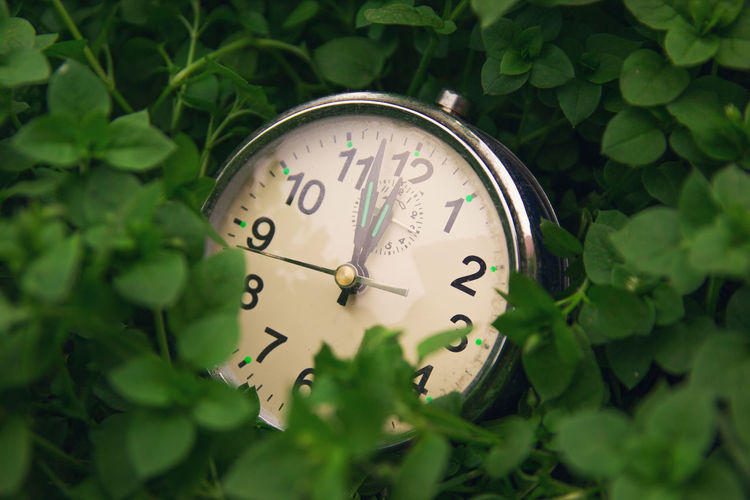 Close-up of clock on plant