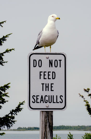 A sea gull sits on a sign saying do not feed the seagulls. 