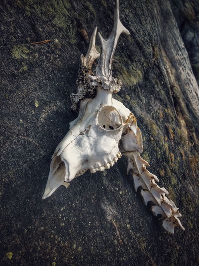 High angle view of animal skull on tree trunk