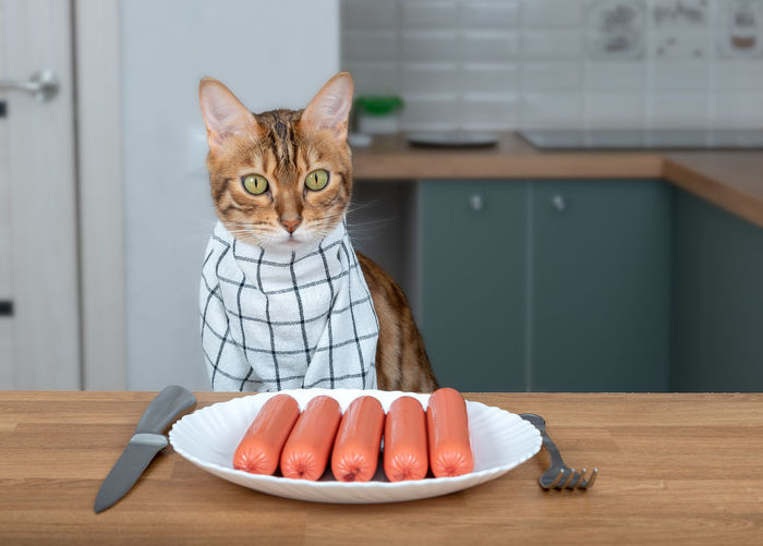 Bengal cat in a napkin around his neck eats sausages from a white plate.