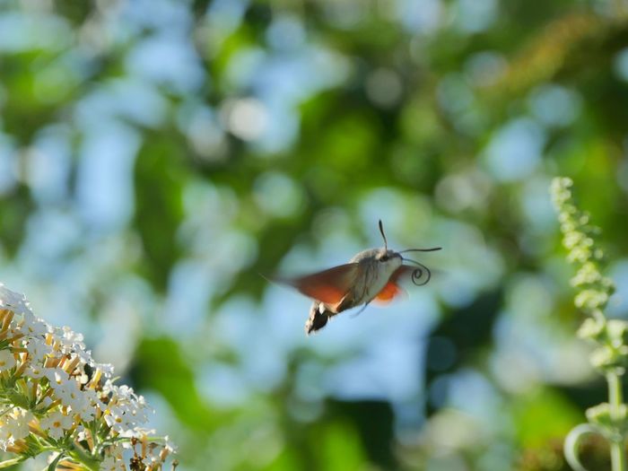 Flying hummingbird hawk-moth 