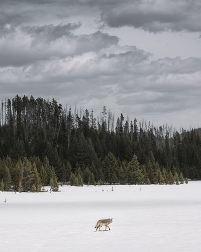 Coyote walking on snow covered landscape during winter