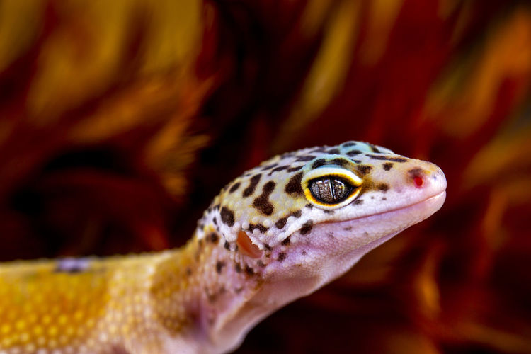 Close-up of a gecko 