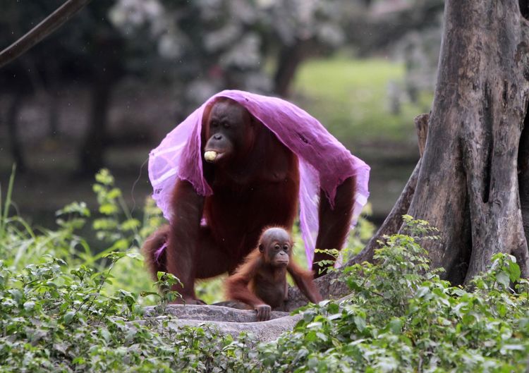 Orangutan with infant by tree in forest