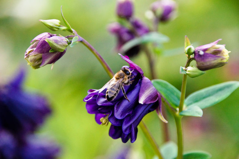 Close-up of bee pollinating on purple aquilegia vulgaris flower