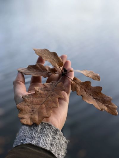 Cropped hand of man holding leaf against lake