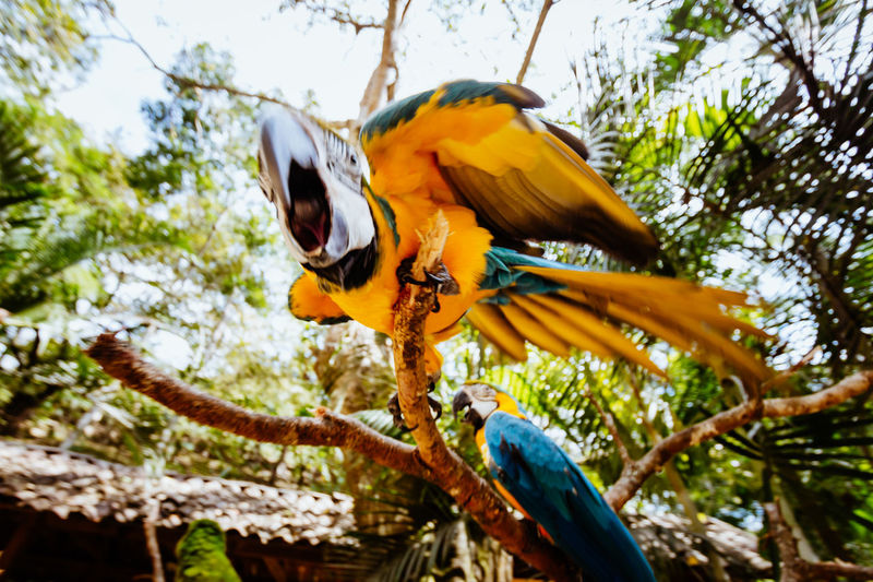 Low angle view of macaw perching on tree