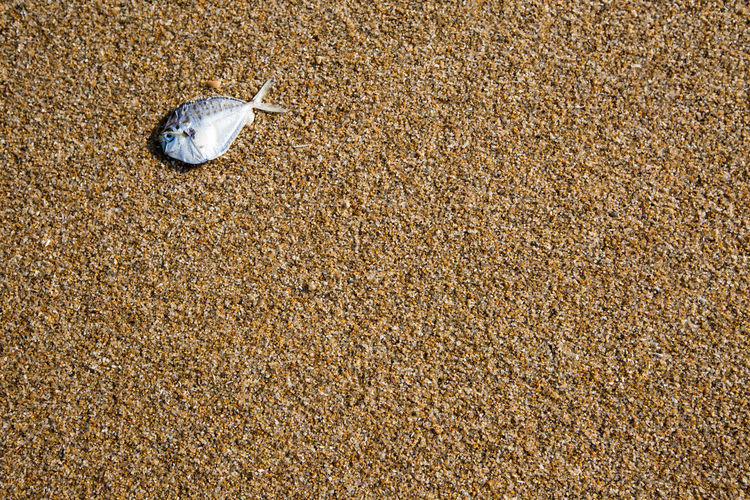 High angle view of dead fish on beach