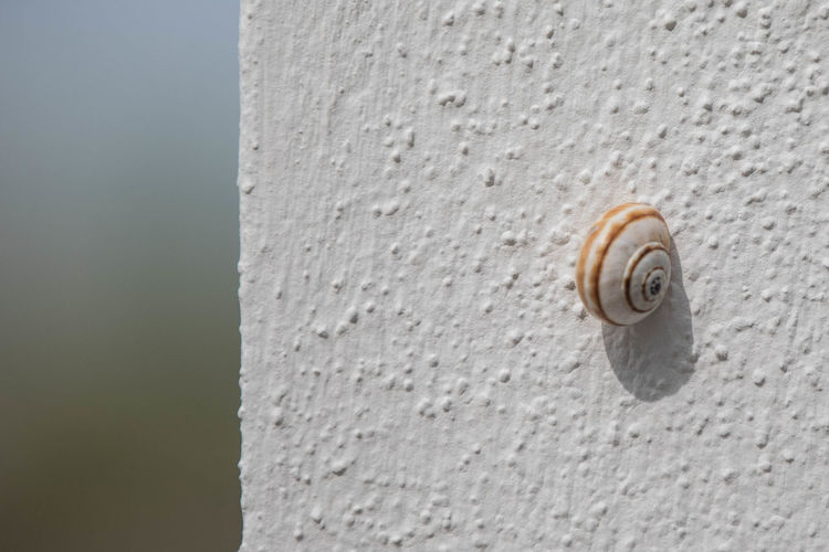 Close-up of snail on wall