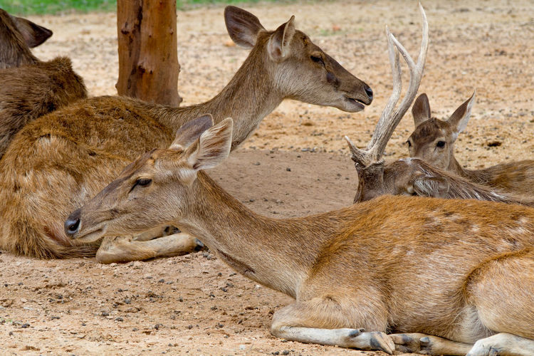 Deer resting on a land