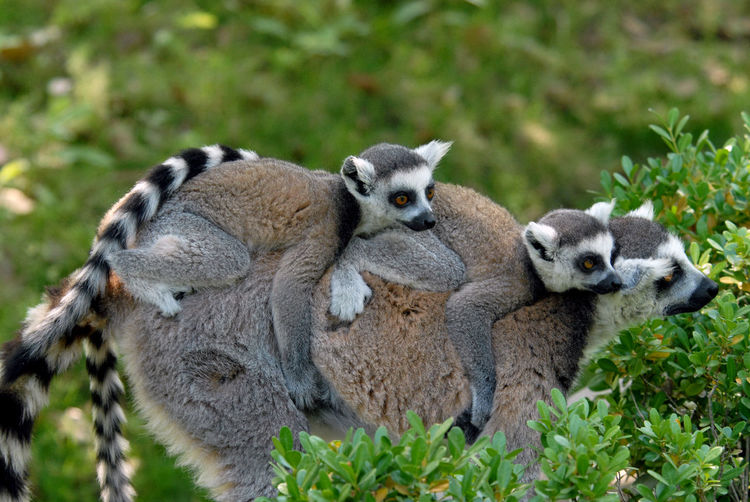 Lemur carrying infants by plants in forest