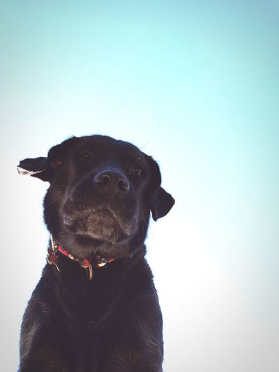 Portrait of a dog looking away against sky