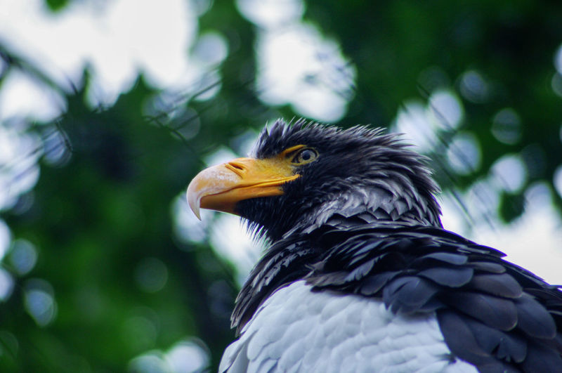 Low angle view of eagle