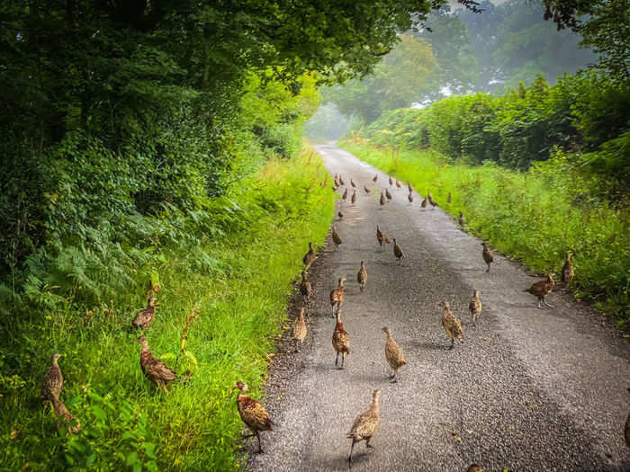 Road block or birds on the lane