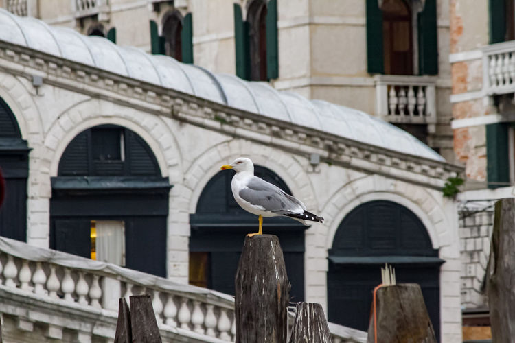 Low angle view of seagull perching on railing against ponte di rialto in venice