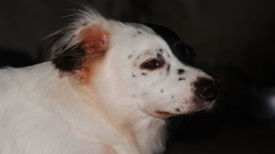Close-up of dog looking away